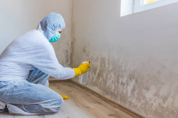 Black mold inspection in South Elgin