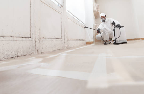 Black mold remediation team in South Elgin